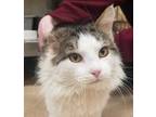 Adopt Rugby a White Domestic Mediumhair / Domestic Shorthair / Mixed cat in