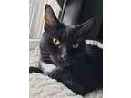 Adopt Linda III a All Black Domestic Shorthair / Mixed cat in Muskegon