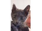 Adopt Mokey (Grey Boy) a Gray or Blue Domestic Shorthair (medium coat) cat in