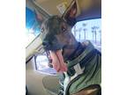 Adopt Artemio a Black Xoloitzcuintle/Mexican Hairless / Mixed dog in Las Vegas