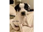 Adopt Jack a Shepherd (Unknown Type) / Australian Cattle Dog / Mixed dog in