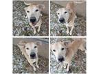 Adopt Bo a Tan/Yellow/Fawn Labrador Retriever / Mixed dog in Hornell