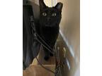 Adopt Lance a All Black Domestic Shorthair (short coat) cat in Hanover
