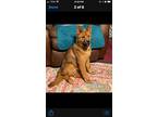 Adopt Roxie a Red/Golden/Orange/Chestnut - with White Chow Chow / Husky / Mixed