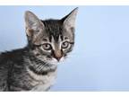 Adopt FERNSONG a Brown Tabby Domestic Shorthair / Mixed (short coat) cat in
