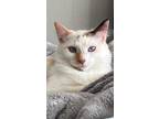 Adopt Uno a Domestic Mediumhair cat in Denver, CO (33677531)