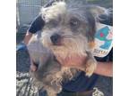 Adopt Spunky a Terrier (Unknown Type, Medium) / Poodle (Miniature) / Mixed dog