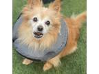 Adopt Butch a Pomeranian / Mixed dog in San Pablo, CA (33675845)