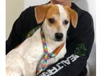 Adopt Kibbles a White - with Tan, Yellow or Fawn Beagle / Mixed dog in