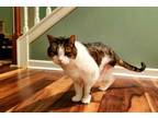 Adopt Magoo a White Domestic Shorthair / Domestic Shorthair / Mixed cat in