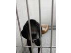 Adopt 49301265 a Black Labrador Retriever / Mixed dog in Knoxville
