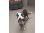 Adopt Charlie* a Brindle Mixed Breed (Large) / Mixed dog in Anderson