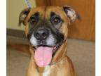 Adopt Bonnie B a Black Mouth Cur / Mixed dog in Genoa, IL (33676776)