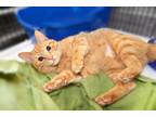 Adopt Wilber a Domestic Shorthair / Mixed (short coat) cat in Raleigh