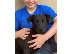 Adopt Rita a Black Labrador Retriever / Mixed dog in Darnestown, MD (33676744)