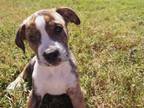 Adopt Jade, Gem Litter a Brindle - with White American Staffordshire Terrier /