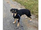 Adopt Freddy a Black Rottweiler / Shepherd (Unknown Type) / Mixed dog in