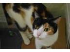 Adopt Moonstone a White Domestic Shorthair / Domestic Shorthair / Mixed cat in