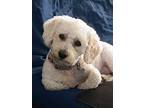 Adopt Newman a White Miniature Poodle / Dachshund / Mixed dog in Dallas