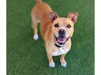 Adopt DAISY a Brown/Chocolate - with White American Pit Bull Terrier / Mixed dog