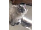 Adopt Binx a Gray or Blue (Mostly) Himalayan / Mixed (long coat) cat in Rome