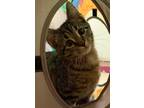 Adopt Barney a Gray, Blue or Silver Tabby Domestic Shorthair (short coat) cat in