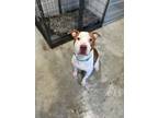 Adopt Bootsie a Brown/Chocolate - with White Pit Bull Terrier dog in Brewster