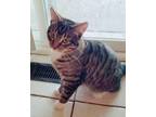 Adopt Southpaw a Tiger Striped American Shorthair (short coat) cat in Ogden