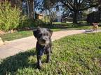 Adopt Tio Billy (VRS) a Black - with White Terrier (Unknown Type