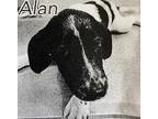 Adopt Alan (Cocoa Adoption Center) a White Hound (Unknown Type) / Mixed dog in