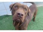 Adopt A849775 a Brown/Chocolate Labrador Retriever / Mixed dog in Austin