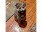 Adopt Ambrose a Spotted Tabby/Leopard Spotted Domestic Longhair cat in Smyrna