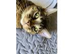 Adopt Leo a Tortoiseshell American Shorthair (medium coat) cat in Bellevue