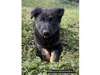 Adopt Polly a Black - with Tan