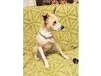 Adopt Aquila a White Shepherd (Unknown Type) / Mixed dog in Sunderland