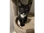 Adopt Comet a Black & White or Tuxedo Domestic Shorthair / Mixed cat in Bolton