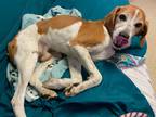 Adopt Bagel a White - with Tan, Yellow or Fawn Hound (Unknown Type) / Mixed dog