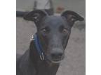 Adopt Haru a Black Greyhound / Mixed dog in Ware, MA (33676330)