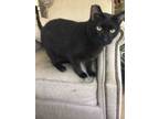 Adopt Carl a All Black Domestic Shorthair (short coat) cat in Dallas