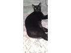 Adopt Meow Meow a All Black Domestic Shorthair / Mixed (short coat) cat in East