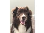 Adopt Chewy a Brown/Chocolate - with White Australian Shepherd / Mixed dog in