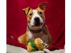 Adopt Tinkerbell a Tan/Yellow/Fawn - with White American Staffordshire Terrier /