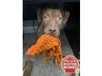 Adopt Wren a Red/Golden/Orange/Chestnut American Pit Bull Terrier / Mixed dog in