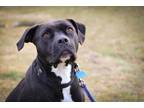 Adopt Kika a Black American Pit Bull Terrier / Mixed dog in Kansas City