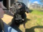 Adopt Ellie (Cocoa Adoption Center) a Black Retriever (Unknown Type) / Terrier