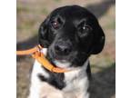 Adopt Eve a Labrador Retriever / Terrier (Unknown Type, Medium) / Mixed dog in