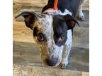 Adopt Charline a Cattle Dog / Australian Cattle Dog / Mixed dog in Bloomfield