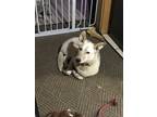 Adopt Diesel a Tan/Yellow/Fawn - with White Australian Cattle Dog / Mixed dog in