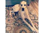 Adopt Ozzy a White - with Brown or Chocolate Great Dane / Mixed dog in Duson