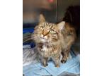 Adopt Leah a Brown or Chocolate Domestic Longhair / Domestic Shorthair / Mixed